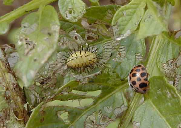 Web昆虫図鑑 コウチュウ目 テントウムシ科 オオニジュウヤホシテントウ 天敵wiki