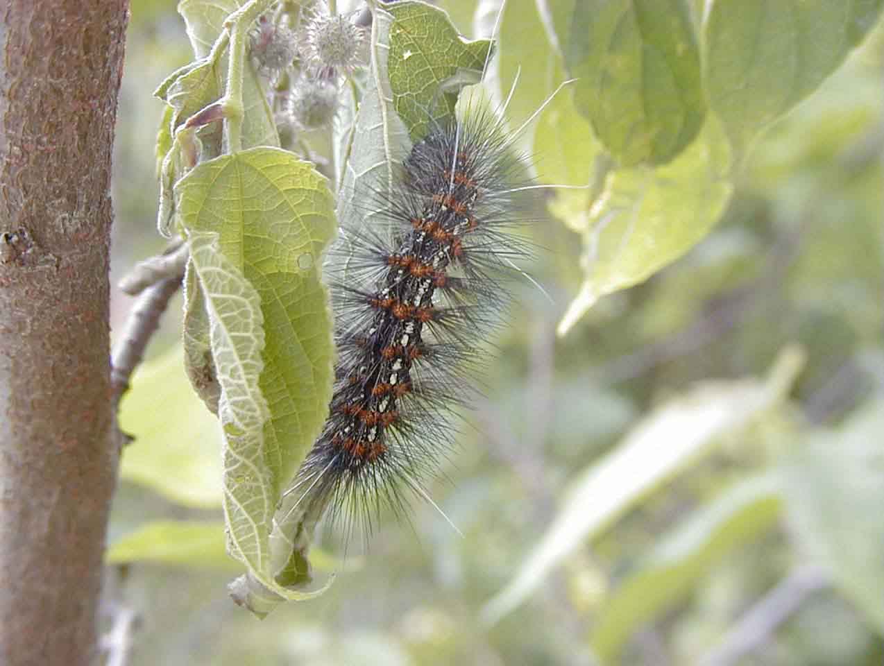 クワゴマダラヒトリ写真1