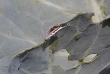コナガ写真1 コナガ写真1