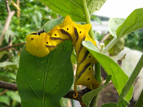 クロメンガタスズメ幼虫 クロメンガタスズメ幼虫