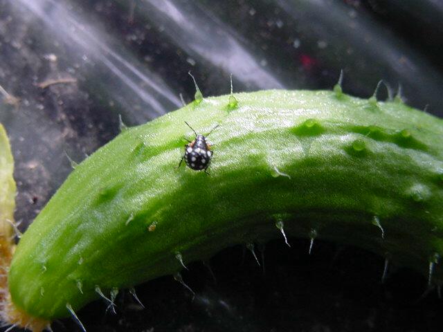 アオクサカメムシの３齢幼虫